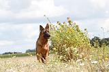 BERGER ALLEMAND 250